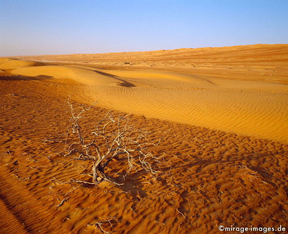 Desert
Wahiba Sharquiya Sands 
Schlüsselwörter: karg, Sonne, heiss, Sand, rot, Sehsucht, Leere, Muster, Textur, Landschaft, Wellen, geschwungen, Dünen, Hügel, einsam, Einsamkeit, menschenleer, unwirtlich, unberührt, kahl, Licht, gleißend, ausgedörrt, regenarm, magisch, Spiritualität, spirituell, 