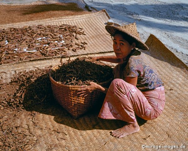 Burmese Woman drying tobacco
Mrauk - U
Schlüsselwörter: Tabak, Frau, Person, Korb, Sonne, Zigarren, hocken, longhi, Hut, Strasse, Strassenrand, trocknen, Alltag, Arbeit, Birma, Burma, Myanmar, Südost Asien, Entwicklungsland, Tropen, Armut, Fernreise, Reise, Kultur, Tourismus, exotisch, touristische Attraktion