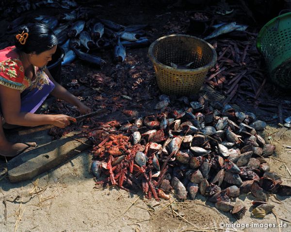 Fish massacre
Lontha Rakhaing State
Schlüsselwörter: essen, Gestank, Ekel, Eingeweide, Frau, Arbeit, Fisch, Birma, Burma, Myanmar, Südost Asien, Entwicklungsland, Tropen, Armut, Fernreise, Reise, Kultur, Tourismus, exotisch, touristische Attraktion, Reiseziel, 