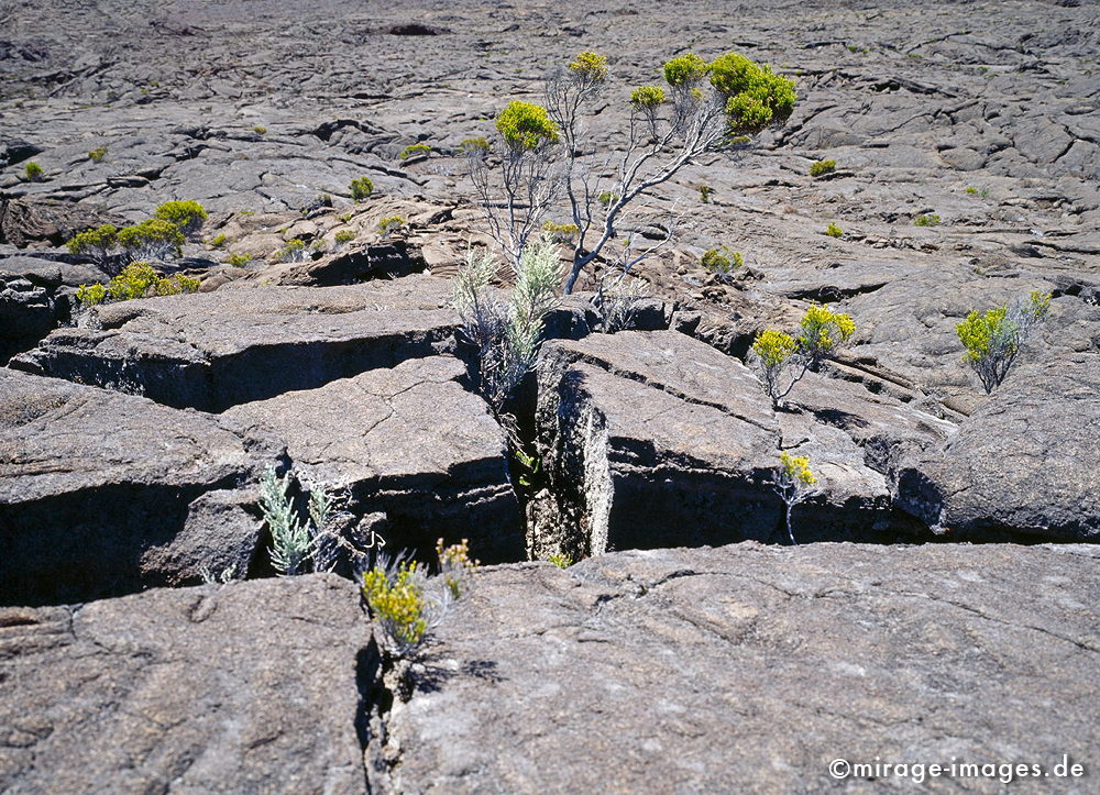 Broken Skin
Formica Léo - Piton de la Fournaise
Schlüsselwörter: Lava, Lavafeld, Geologie, Wüste, einsam, Einsamkeit, Weite, Plateau, Hochebene, vulkanisch, Piton de la Fournaise, Stein, Krater, Vulkankrater, Flora, Vegetation, Einöde, trocken, karg, Landschaft, wild, Natur, Vukaninsel, Insel, reisen, Reiseziel