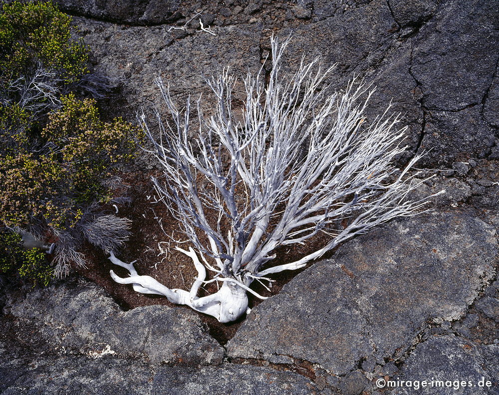 White beauty
Formica Léo - Piton de la Fournaise
Schlüsselwörter: Natur, wild, Lava, Lavafeld, Geologie, Plateau, Hochebene, vulkanisch, Piton de la Fournaise, Stein, Krater, Vulkankrater, Holz, Ast, tot, silber, grau, Einöde, trocken, karg, bizarr, unwirklich, Bruch, Ruhe, menschenleer, verlassen, Geologie, fragil, 