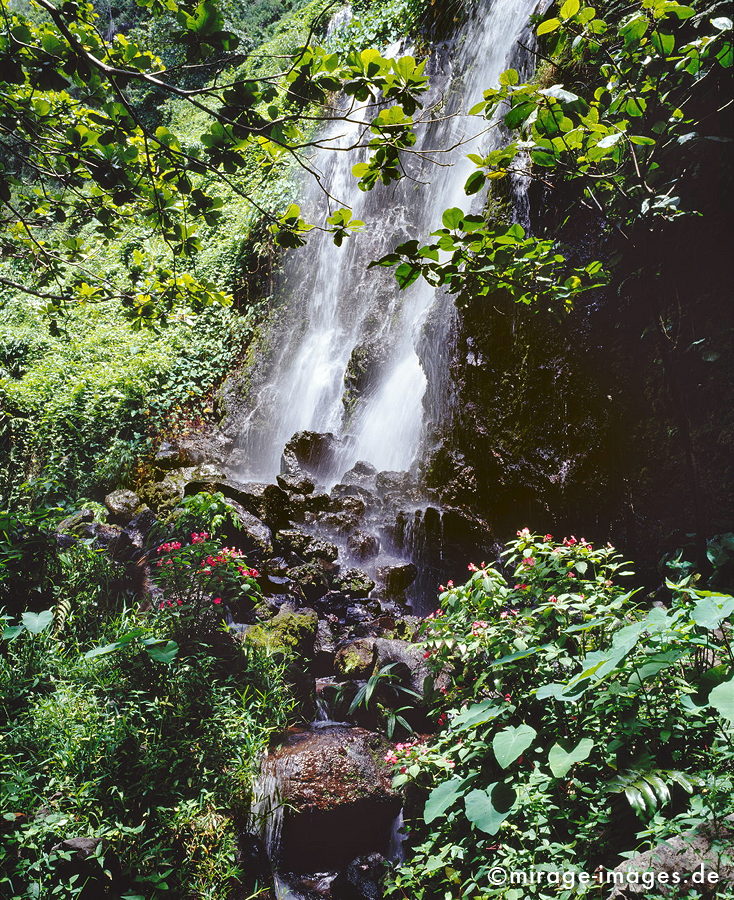 Anse des Cascade
Sainte-Rose
Schlüsselwörter: üppig, Wasserfall, grün, Vegetation, dicht, Wasser, Regenwald, Dschungel, Wasser, Blumen, Frische, rein, Reinheit, sauber, Sauberkeit, Ökologie, fliessen, Steine, frisch, Regenwald, Märchen, fruchtbar, Fruchtbarkeit, gesund, feucht, nass, Harmonie,rei