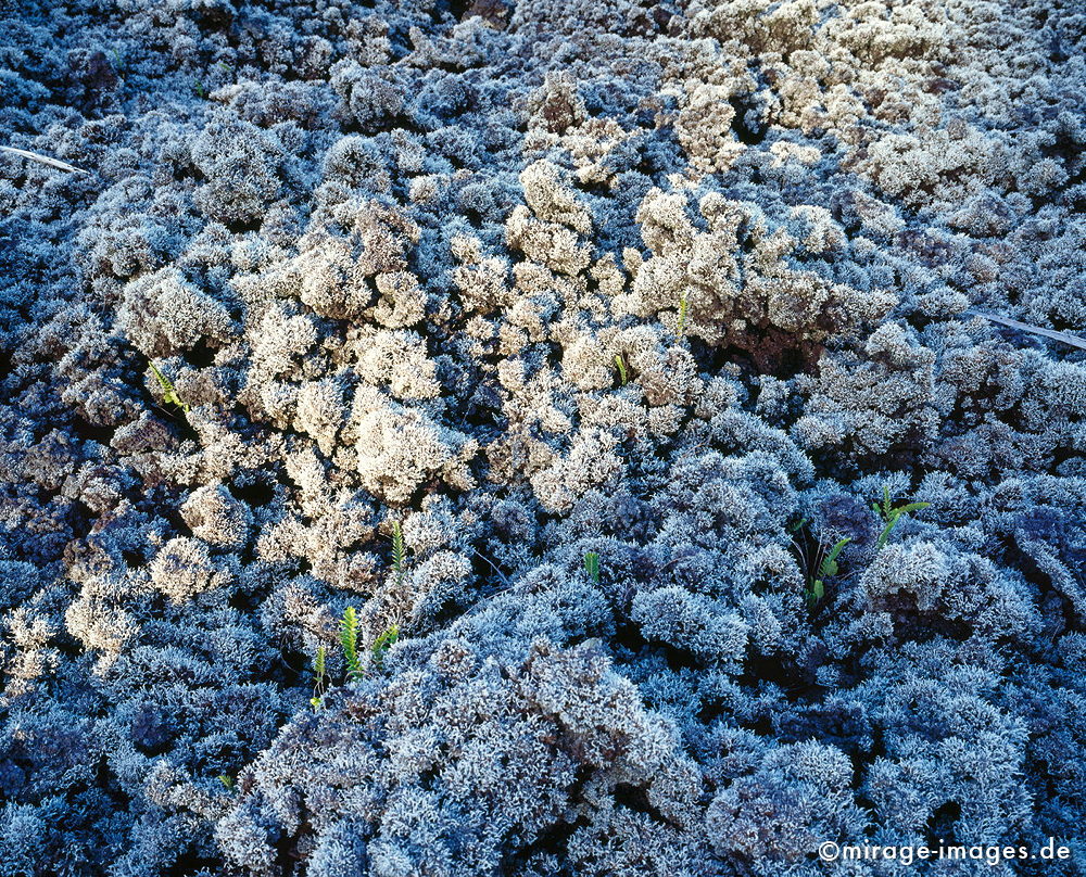 evening sun
Coulée de lave
Schlüsselwörter: schwarz, Lava, Farn, Vegetation, Kruste, weiss, grün, Lava, erkaltet, Bruchstücke, scharfkantig, Magma, surreal, bizarr, unwirklich, vulkanisch, Vulkan, Kruste, Eruption, Lavawüste, Mondlandschaft, Lavagestein, warm, abstrakt, Einöde, trocken, karg, 