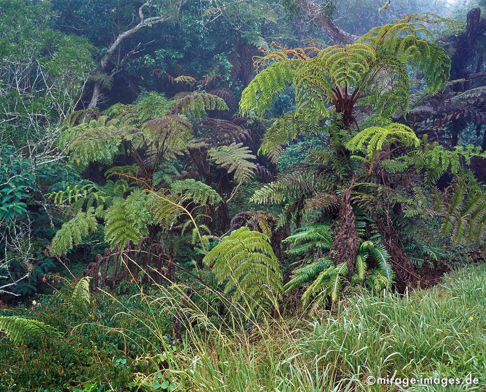 Jungle
Forét de Bébour
Schlüsselwörter: Nebel, Baumfarn, frisch, Regenwald, grün, üppig, Wald, Farn, mystisch, Märchen, fruchtbar, Fruchtbarkeit, gesund, feucht, nass, Diversifikation, Biologie, zerbrechlich, empfindlich, idyllisch, Leben, Harmonie, weich, Stille, Moos, Moder, Wildnis, wuche