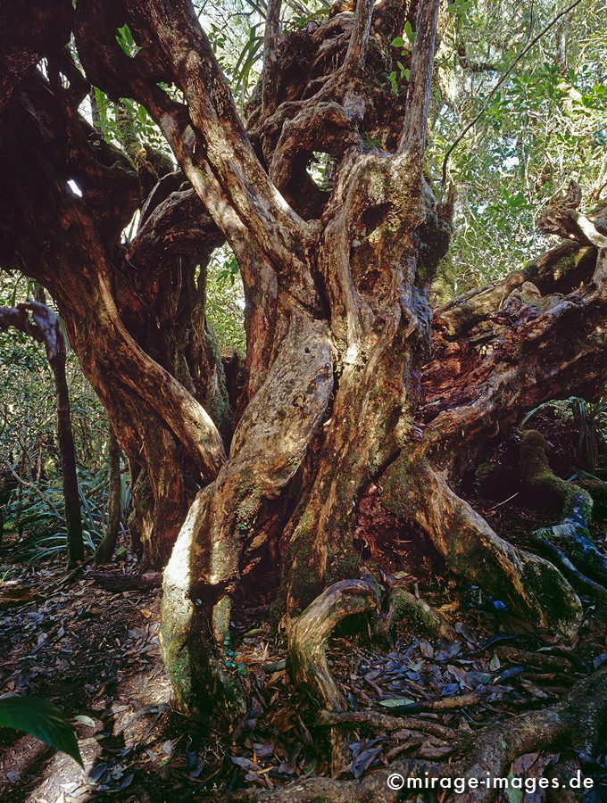old tree
Forét de Bébour
Schlüsselwörter: trees1, Regenwald, Wald, mystisch, Märchen, fruchtbar, Fruchtbarkeit, gesund, feucht, Urwald, Diversifikation, Biologie, zerbrechlich, empfindlich, Leben, Harmonie, alt, Holz, malerisch, Magie, Festigkeit, weich, Veteran, Botanik, Stille, Moos, Wildnis, 