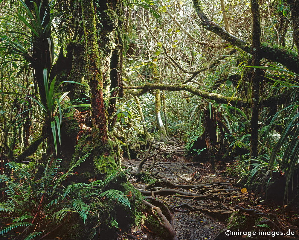 Forét de Bébour
Plaine des Cafres
Schlüsselwörter: Regenwald, grün, üppig, Wald, Farn, mystisch, Märchen, fruchtbar, Fruchtbarkeit, gesund, feucht, nass, Magie, Diversifikation, Biologie, zerbrechlich, empfindlich, idyllisch, Leben, Harmonie, weich, Stille, Moos, Moder, Wildnis, wuchern, Urwald, Dickic