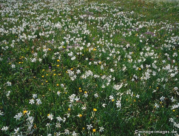 Narcissus poeticus
Les Pleiades
Schlüsselwörter: Berge, Hochgebirge, Blumen, Natur, natürlich, Idylle, schön, Urlaub, ecotourism, Entspannung, entspannen, Wildnis, unberührt, grandios, weiss, grün, gesund, Stille, Ruhe, geschützt, Schutz, lieblich, idyllisch, Berghang, Weitblick, Schönheit, Harmon