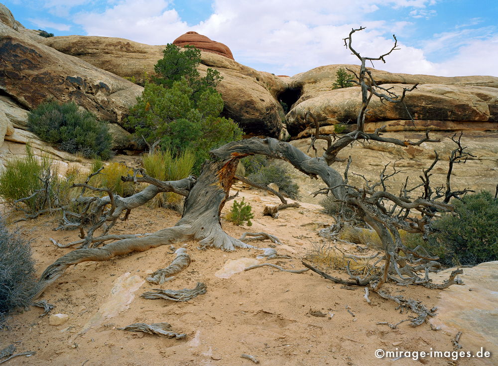 Wüstenlandschaft
Canyonlands
Schlüsselwörter: Trockenheit, zerfurcht, Felsen, Stein, Wildnis, Wind, Sandstein, Skulptur, gelb, Erosion, ocker, grau, Struktur, Himmel, Wolken, Erdschichten, Pflanze, Weite, Sandstein, Skulptur, surreal, Phantasie, phantastisch, Fantasie,