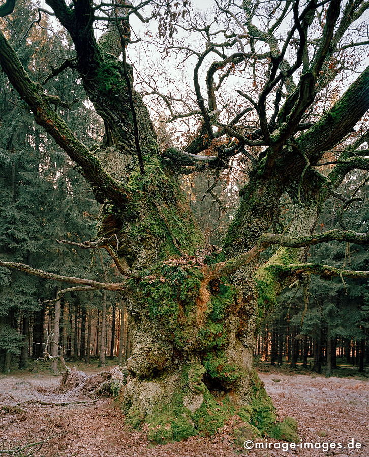 Gerichtseiche
Sababurg
Schlüsselwörter: Vegetation, Natur, Holz, Gewächse, verdreht, gewunden, Baum, üppig, wild, Wachstum,