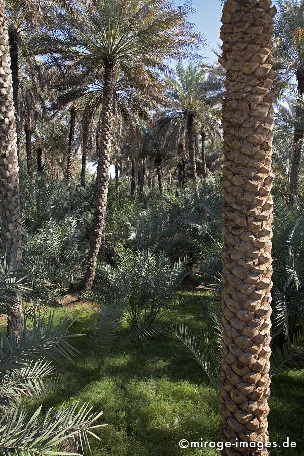 Oasis
Al Ain
Schlüsselwörter: Natur, Tradition, Schutz, Hitze, Tourismus, Wüste, Ruhe, grün, Reise, Fruchtbarkeit, Abenteuer, Exotik, Reiseziel, Mittlerer Osten, Wasser, Palmen, Oase, trees1
