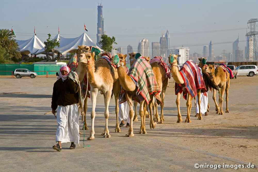 Karawane
Eingang zur Kamelrennbahn in Dubai
Schlüsselwörter: Dromedar, Rennen, Tradition, Verkehr, Reise, Abenteuer, dubai1, Reiter, Sport, Hochhäuser, Kamelrennen, Tiere, Mann, Mensch, Erfolg, Architektur, Zukunft, Baustelle, grenzenlos,