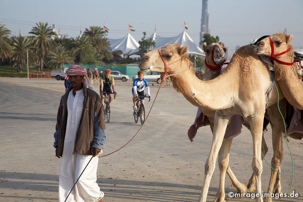 Camel Race
Schlüsselwörter: Dromedar, Rennen, Tradition, Verkehr, Reise, Abenteuer, Freizeit, Reiter, Sport, Hochhäuser, Kamelrennen, Tiere, Mann, Mensch, Erfolg, Architektur, Zukunft, Baustelle, grenzenlos,