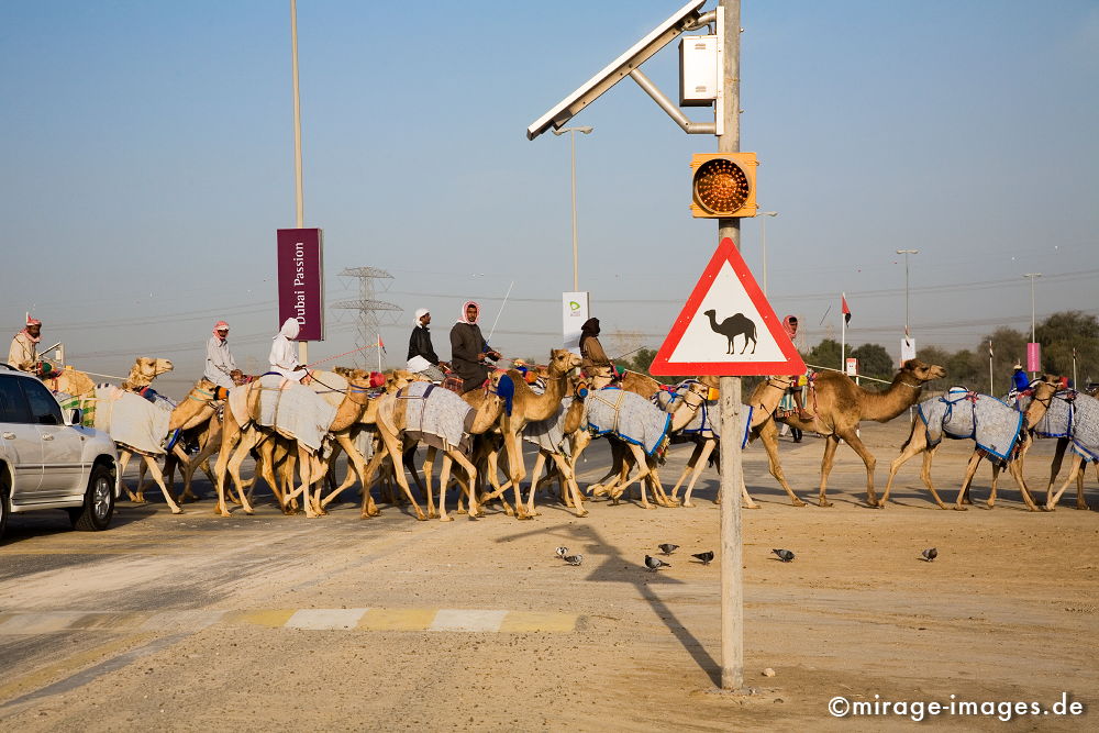 Karawane
Dubai
Schlüsselwörter: Dromedar, Rennen, Tradition, Verkehr, Reise, Abenteuer, Freizeit, Reiter, Sport, Hochhäuser, Kamelrennen, Tiere, Mann, Mensch, Erfolg, Architektur, Zukunft, Baustelle, dubai1,