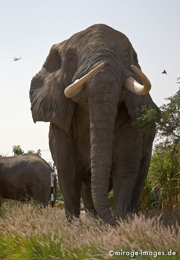 Elefant
Dubailand
Schlüsselwörter: animals1, absurd, Attrappe, Beton, bizarr, deplaziert, Freude, Intelligenz, imitation, Kitsch, Kontrast, kontrastreich, künstlich, Kuriosität, Metapher, Nachbildung, Park, Platz, Raum, Säugetier, Skulptur, skurril, spielen, Symbol, Tiere,