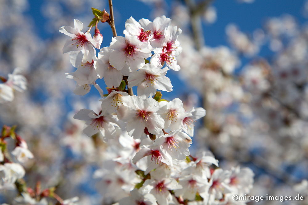 Kirschblüte
