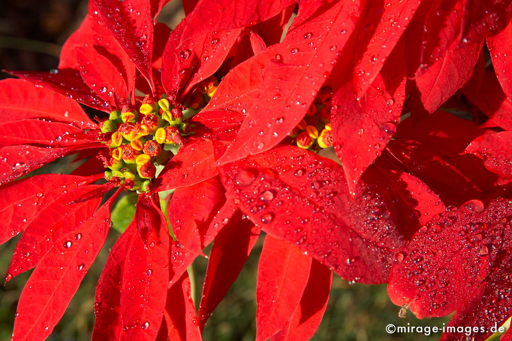 Weihnachtsstern
Antsirabe Madagaskar

