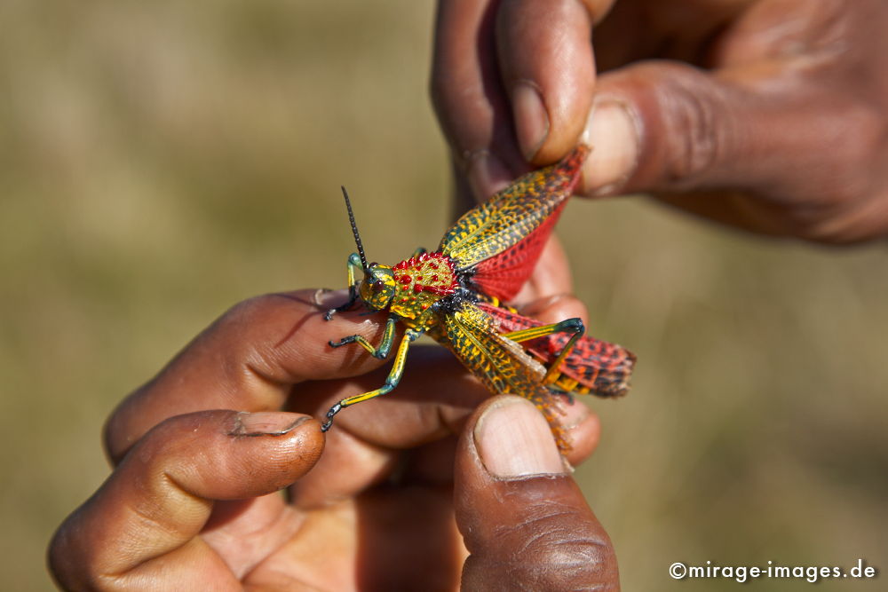 Phymateus saxosus
Parc National Andringitra
Schlüsselwörter: animals1, Heuschrecke, Artenvielfalt, bunt,