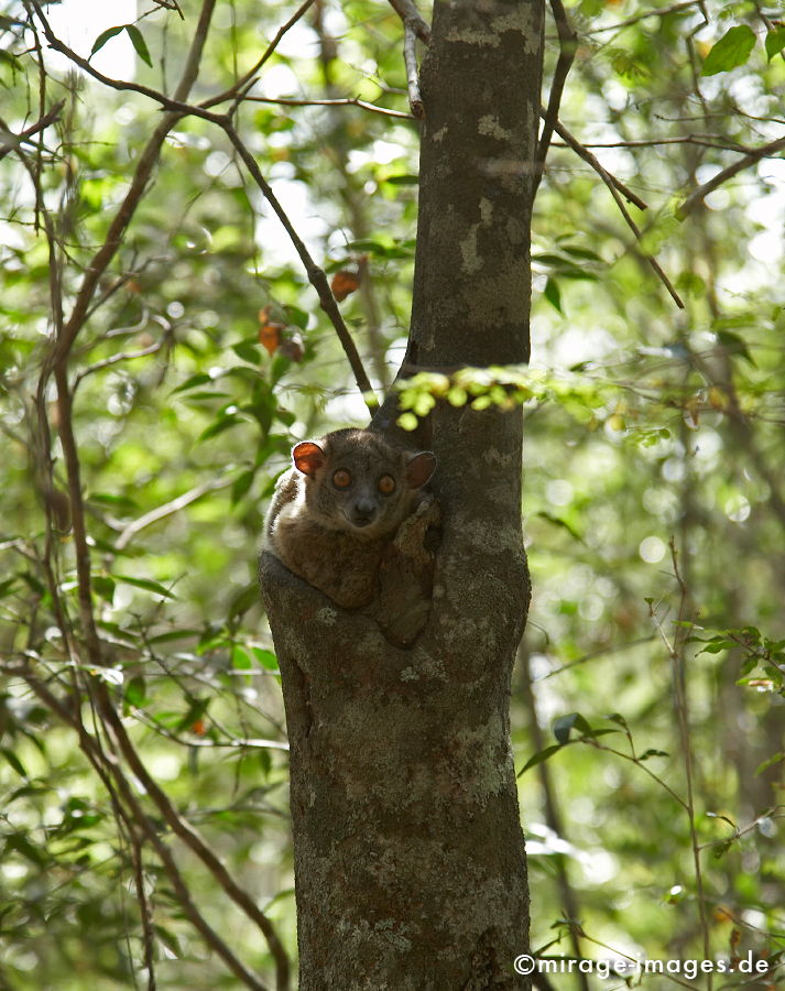 Kobold
Kirindi Andranomena Reserve special
Schlüsselwörter: animals1, Afrika, afrikanisch, Insel, exotisch, tropisch, Armut, Tropen, 3. Welt, Niedriglohn, Indischen Ozean, achte Kontinent, Gewürzinsel, Entwicklungsland, Naturwunder, französisch, Frankreich, Kolonialismus, Kolonie, Artenreichtum, Artenvielfalt,