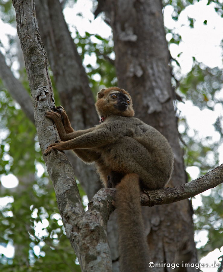 Eulemur fulvus rufus
Kirindi Andranomena Reserve special
Schlüsselwörter: animals1, Afrika, afrikanisch, Insel, exotisch, tropisch, Armut, Tropen, 3. Welt, Niedriglohn, Indischer Ozean, achte Kontinent, Gewürzinsel, Entwicklungsland, Naturwunder, französisch, Frankreich, Kolonialismus, Kolonie, Artenreichtum, Artenvielfalt,
