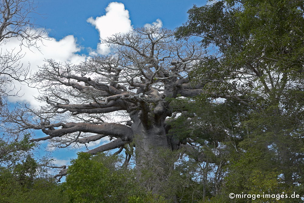 Baobab
Toliara
Schlüsselwörter: trees1, alt, Symbol, uralt, Natur, endemisch, Sehenswürdigkeit, Tourismus, Tourist, Urwald, Magie, magic, Geheimnis, selten, Festigkeit, Wildnis, Alter, Himmel, wachsen, Wachstum, altern, majestätisch, Baum, Bäume, Wasserspeicher, Zeit, Affenbrotbaum,