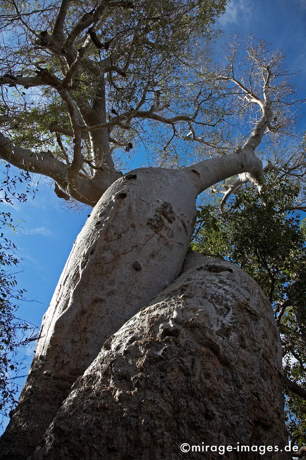 Les Amoureux
Toliara
Schlüsselwörter: trees1, alt, Symbol, uralt, Natur, endemisch, Sehenswürdigkeit, Tourismus, Tourist, Urwald, Magie, magic, Geheimnis, selten, Festigkeit, Wildnis, Alter, Himmel, wachsen, Wachstum, altern, majestätisch, Baum, Bäume, Wasserspeicher, Zeit, Affenbrotbaum,