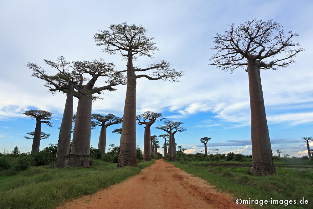 Avenue de Baobab
Morondrave
Schlüsselwörter: trees1, alt, Symbol, uralt, Natur, endemisch, Sehenswürdigkeit, Tourismus, Tourist, Urwald, Magie, magic, Geheimnis, selten, Festigkeit, Wildnis, Alter, Himmel, wachsen, Wachstum, altern, majestätisch, Baum, Bäume, Wasserspeicher, Zeit, Affenbrotbaum,