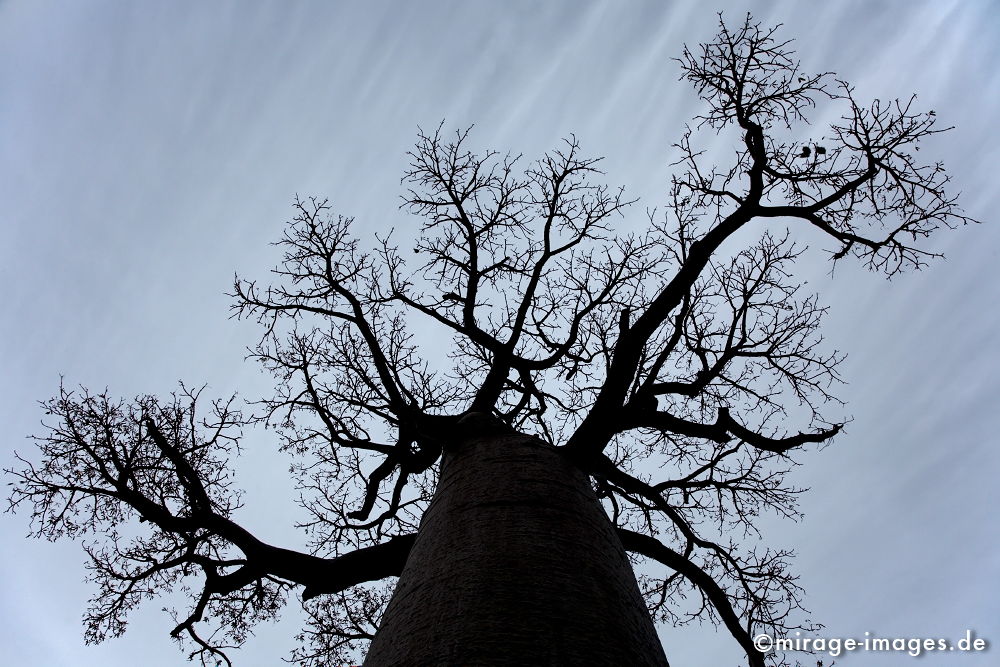 Baobab
Avenue de Baobab Morondrave
Schlüsselwörter: trees1, alt, Symbol, uralt, Natur, endemisch, Sehenswürdigkeit, Tourismus, Tourist, Urwald, Magie, magic, Geheimnis, selten, Festigkeit, Wildnis, Alter, Himmel, wachsen, Wachstum, altern, majestätisch, Baum, Bäume, Wasserspeicher, Zeit, Affenbrotbaum,