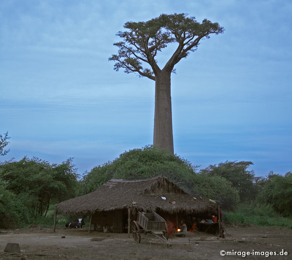 Baobab
Avenue de Baobab
Schlüsselwörter: alt, Symbol, uralt, Natur, endemisch, Sehenswürdigkeit, Tourismus, Tourist, Urwald, Magie, magic, Geheimnis, selten, Naturwunder, Festigkeit, Wildnis, Berührung, Alter, Himmel, wachsen, Wachstum, altern, majestätisch, Baum, trees1, Wasserspeicher, Zeit