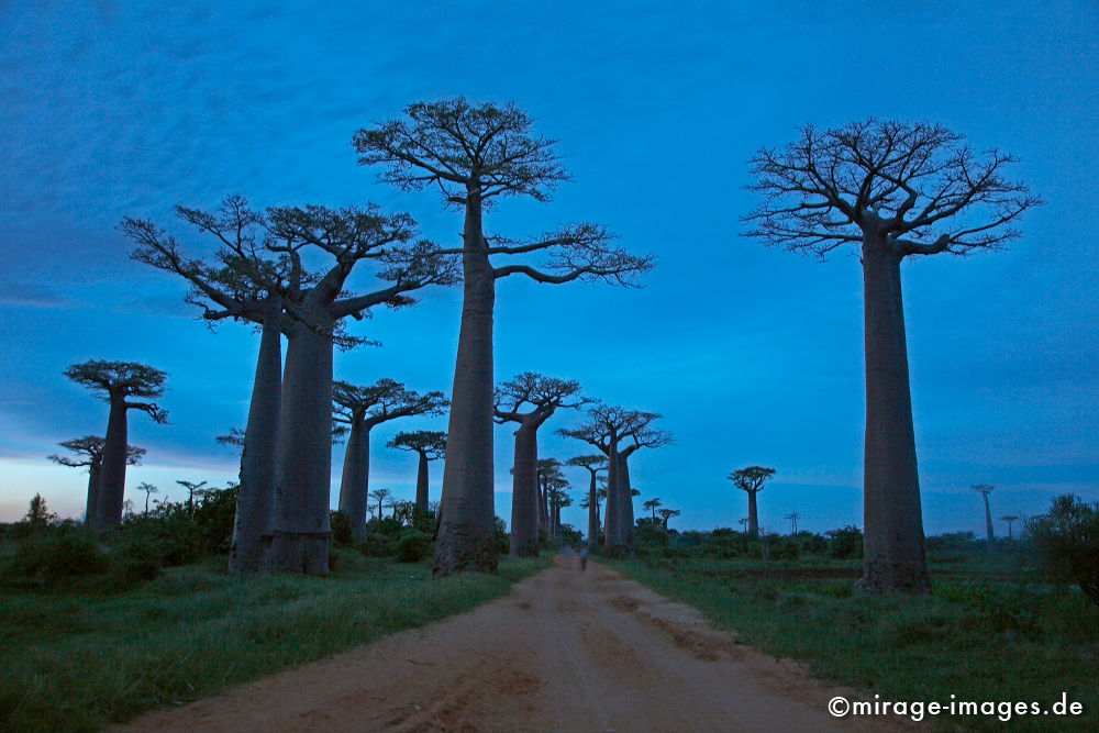 Avenue de Baobab
Morondrave
Schlüsselwörter: alt, Symbol, uralt, Natur, endemisch, Sehenswürdigkeit, Tourismus, trees1, Urwald, Magie, magic, Geheimnis, selten, Naturwunder, Festigkeit, Wildnis, Berührung, Alter, Himmel, wachsen, Wachstum, altern, majestätisch, Baum, Bäume, Wasserspeicher, Zeit