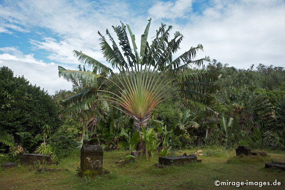 Baum des Wanderes
L´ile aux Nattes
Schlüsselwörter: plants1