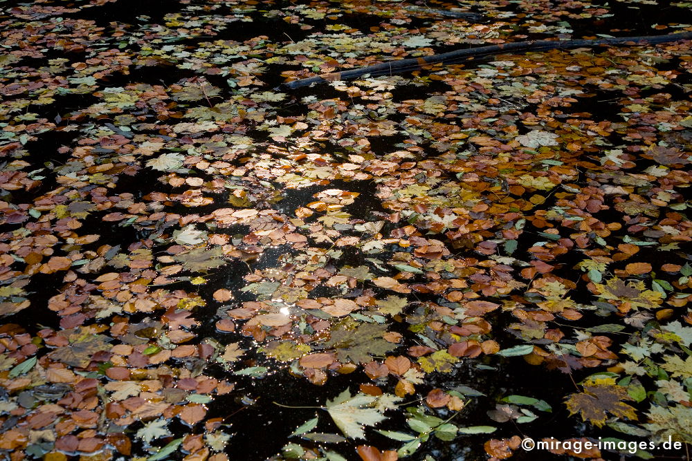 Autumn Leaves
Freiburg
Schlüsselwörter: autumn1, Blätter, Wasser. fliessen, Laub,
