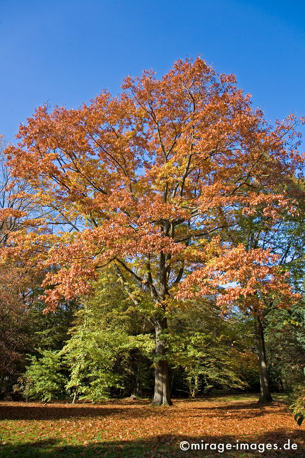 Roteiche
Rombergpark Dortmund
Schlüsselwörter: autumn1, Blätter, Baum, Laub, warm, Stimmung, blau, Himmel,