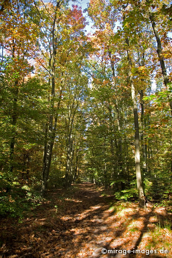 Herbstwald
Haardt
Schlüsselwörter: trees1, Germany1