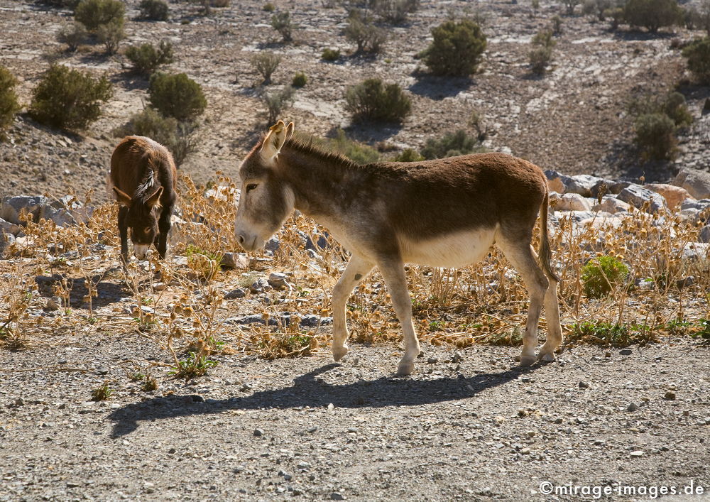 Wild donkeys
Jabal Shams
Schlüsselwörter: Stein, Einsamkeit, einsam, schroff, ruhig, sonnig, friedlich, Frieden, Ruhe, Stille, schön, Schönheit, schroff, rauh, unberührt, ursprünglich, hell, überleben, Tier, Paar, wild, Hunger, hungrig, Wüste, trocken, Hitze, Natur, natürlich, romantisch, 