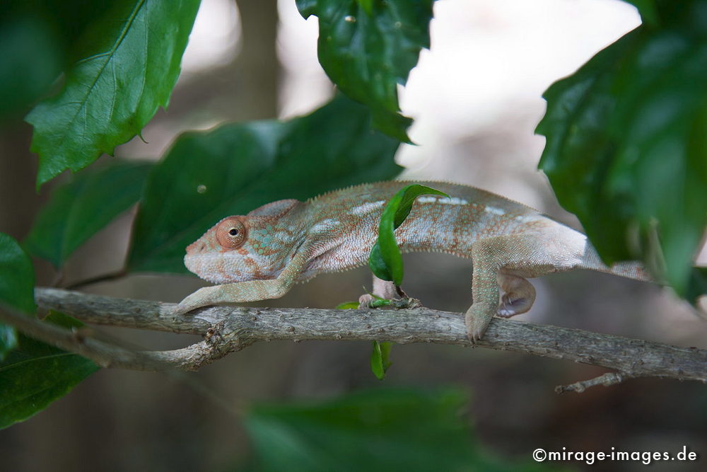 chameleon
Le Jardin d'Eden 
Schlüsselwörter: Tier, Reptilien, Imitation, imitieren, Augen, Farbwechsel, Tarnung, Mimese, Thanatose, Säugetier, Säuger, Anpassung, anpassen, Mythologie, Reunion1
