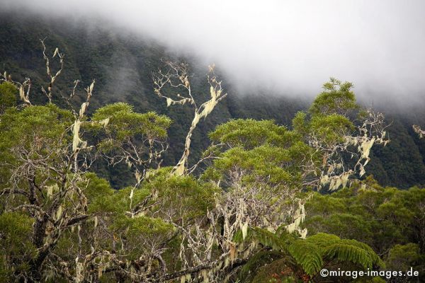 Rainforest
Forét de Bébour
Schlüsselwörter: Regenwald, grün, üppig, Wald, Farn, mystisch, Märchen, fruchtbar, Fruchtbarkeit, gesund, feucht, nass, Diversifikation, Biologie, zerbrechlich, empfindlich, idyllisch, Leben, Harmonie, weich, Stille, Moos, Moder, Wildnis, wuchern, feucht, Baum, Urwald,
