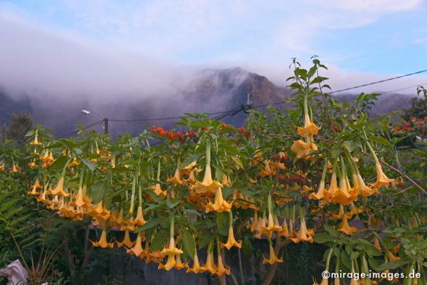 Engelstrompeten 
Cilaos
Schlüsselwörter: flowers1, gelb, Blume, Blüten, Strauch, üppig, Berge, Nebel, grün, giftig, Nachtschattengewächs, Garten, Botanik, Biologie, 