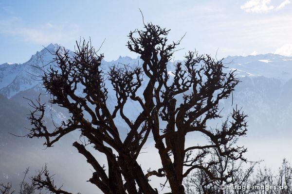 Tree
Chemin-dessus
Schlüsselwörter: Nebel, Berge, Gebirge, Baum, Schatten, Schnee, Himmel, Gegenlicht,