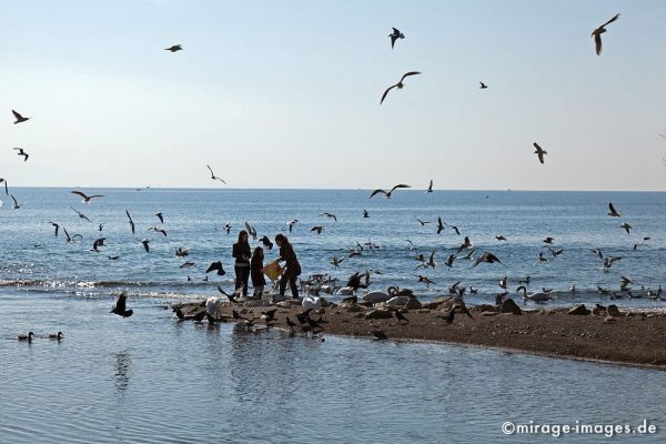 Lac Léman
Lausanne
Schlüsselwörter: Genfer See, Möven, füttern, Wasser, See, Schwäne, Hunger, Personen, Kind, Winter, Entspannung, Idylle, 