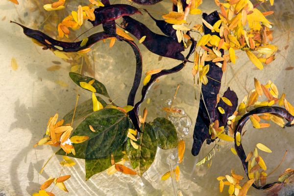 Brunnen
Lausanne
Schlüsselwörter: Herbst Herbstfarben Landschaft farbig leuchtend warm Blätter Baum Bäume Wasser Brunnen Oberfläche schwimmen Pflanze Botanik Flora filigran Schönheit Natur