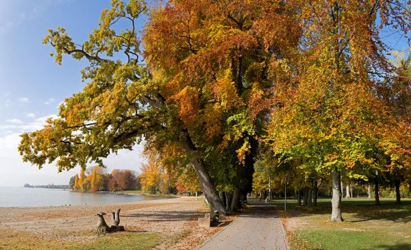 Lausanne
Schlüsselwörter: See Wasser Ufer Sand Herbst Herbstfarben Landschaft farbig leuchtend warm Blätter Baum Bume Parkbank gold braun Kulisse sauber romantisch Stille Magie Seele Schnheit atemberaubend faszinierend offen Sonne sonnig blau Himmel Jahreszeit Frieden Atmosph