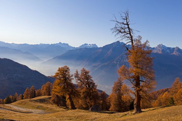 Les mlzes de Balavaux
Nendaz
Schlüsselwörter: Herbst Herbstfarben Landschaft farbig leuchtend warm gold braun Berge Wiese Baum Natur natrlich urtmlich Kulisse sauber romantisch Stille ursprnglich Frieden Magie Seele Schnheit Entfernung Sonne sonnig abend Nadelbume atemberaubend faszinieren