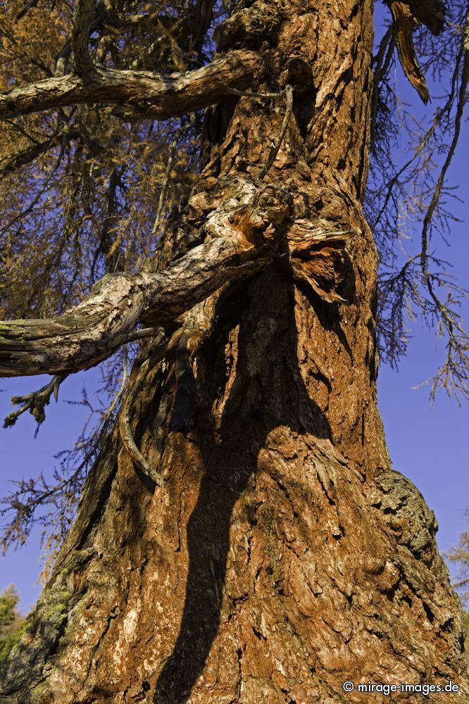 Alte L�rche
Les m�l�zes de Balavaux
Schlüsselwörter: Herbst, Herbstfarben, Landschaft, farbig autumn1 leuchtend, warm, gold, braun, Berge, Natur, urt�mlich, romantisch, lebendig, Stille, urspr�nglich, sensibel, Magie, Seele, Sch�nheit, Sonne, Baum, B�ume, Nadelholz, Nadelb�ume, alt, Jahreszeit, Frieden