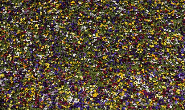 Pansy Viola
Lausanne
Schlüsselwörter: Stiefmütterchen Fantasie farbig Farbspektrums grün bunt farbenfroh Farbenpracht Meer Blumen Wand  Blüte blühen üppig Flora Veilchen Freidenker Freundschaft Treue lieblich Dekoration Blumenwand Gartenbaukunst nett bescheiden unkompliziert vertraut 