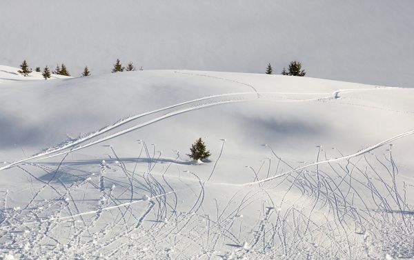 Petite Avalanche
near Aletschgletscher
Schlüsselwörter: Eis Schnee Winter Kälte weiss Sonne kalt Fels Steine Berge Berg Gebirge wild romantisch rauh ungezähmt Naturschutz geschützt gefroren Gletscher Klima Rückgang Pracht Bäume Schneebälle Lawinen Skigebiet Tiefschnee Landschaft Tourismus Spuren 