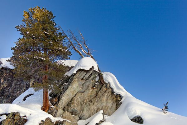 The Tree and the Rock
near Hotel Weisshorn
Schlüsselwörter: Eis Schnee Winter Kälte weiss Sonne Himmel blau kalt Fels Steine Berge Berg Gebirge wild romantisch rauh ungezähmt Naturschutz geschützt Baum