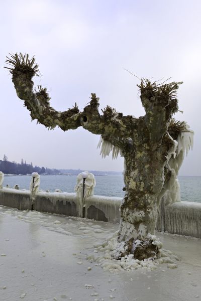 The Direction
Lac Léman Versoix
Schlüsselwörter: Eis vereist arktisch Winter Kälte weiss sibirisch Frost Ereignis Skulptur Verhüllung Wetter malerisch pittoresk skurill bizarr surrealistisch selten Attraktion Zuckerguss Baum Stillstand Ruhe friedlich Schönheit Wetterphänomen Magie Zauber magisch