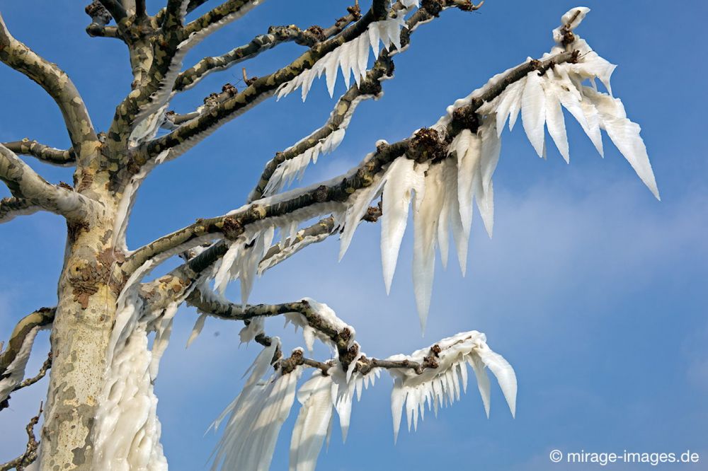 Cold Flowers
Versoix Lac Léman
Schlüsselwörter: Eiskristalle Eis arktisch Winter Kälte Sonne kalt sibirisch Frost Ereignis Skulptur malerisch pittoresk skurill bizarr surrealistisch selten extrem zerbrechlich Baum Kunstwerk unbeweglich Stillstand Ruhe friedlich Schönheit Magie Zauber Kuriosum Wind