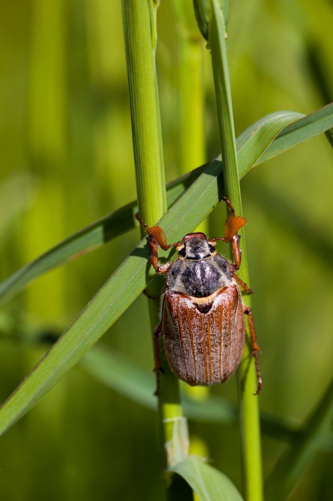 Maikfer
Vilm Rgen
Schlüsselwörter: Insekt Käfer Scarabaeidae Blatthornkäfer Natur Tier Coleoptera Fühler Wiese grün Tageslicht draussen außen Metamorphose Eiweiss