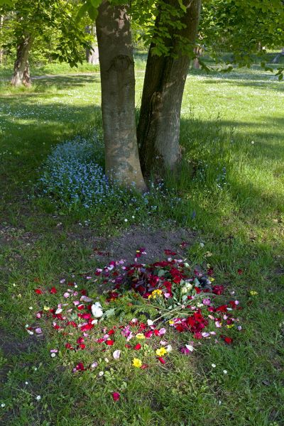Friedgrab im Park Pansevitz
Rügen
Schlüsselwörter: Trauer Grab Begräbnis Errinnerung Wiese Baum Ruhe Frieden Tod begraben friedvoll Park Blumen Würde 